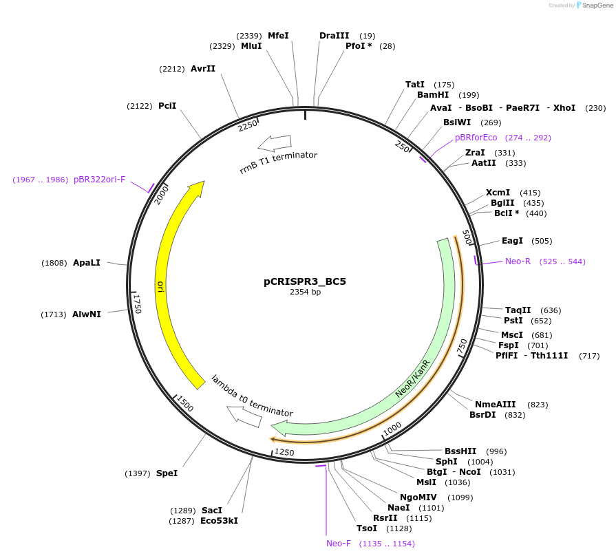 191860-plasmid-map-sequence-id-379164