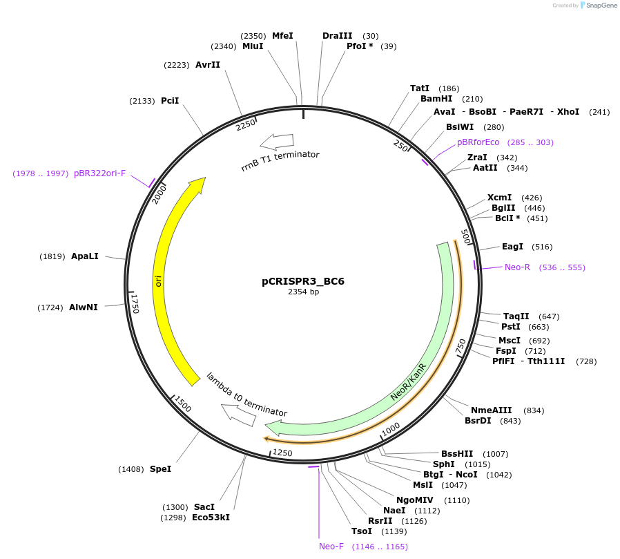 191861-plasmid-map-sequence-id-379165