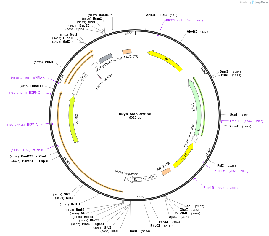 192569-plasmid-map-sequence-id-379167