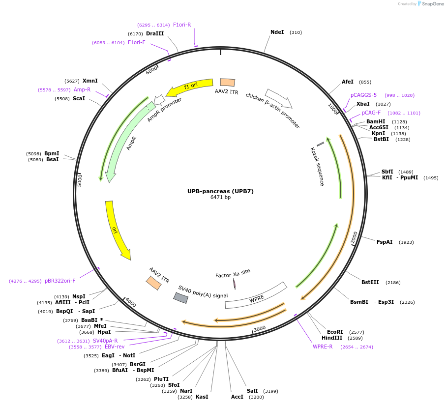 180787-plasmid-map-sequence-id-379168