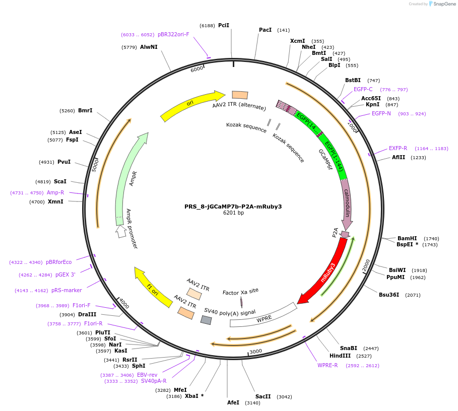 192595-plasmid-map-sequence-id-379173