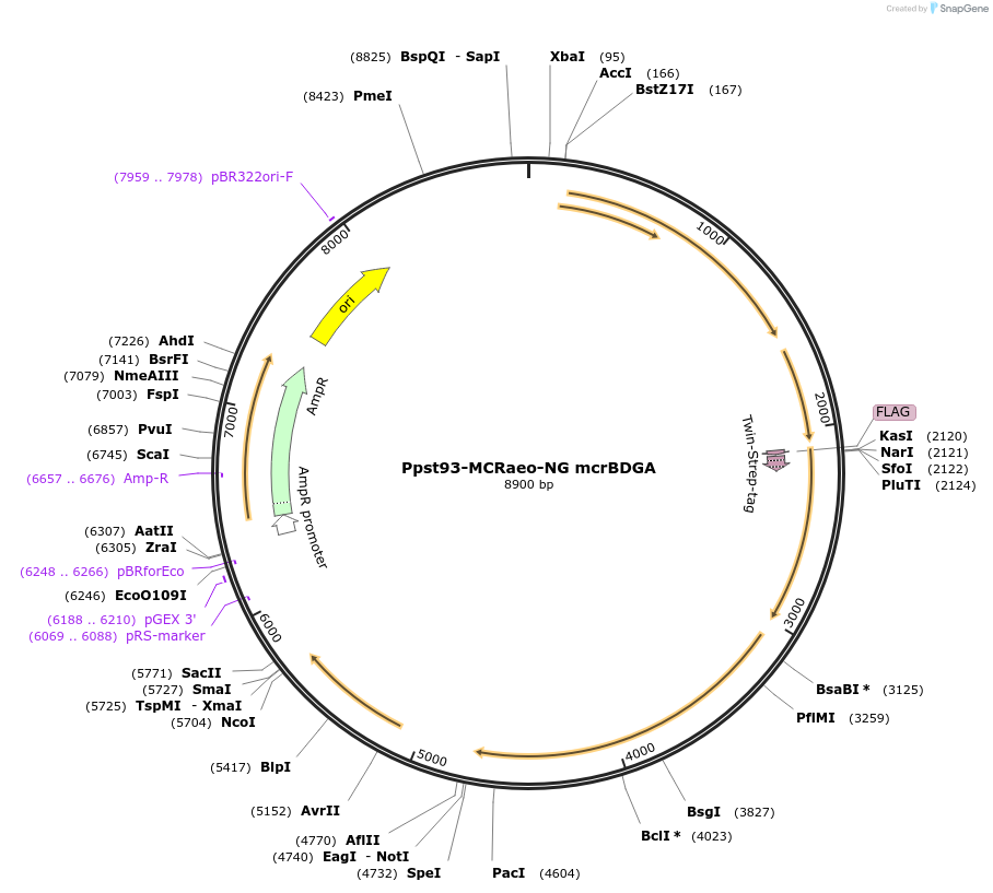192767-plasmid-map-sequence-id-379174