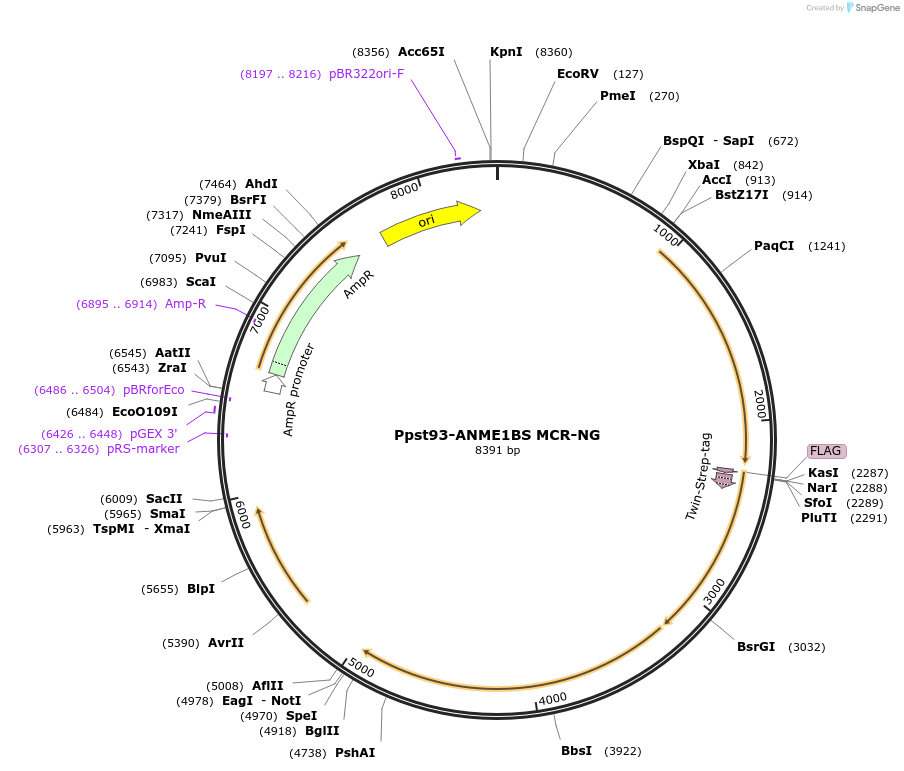 192772-plasmid-map-sequence-id-379179