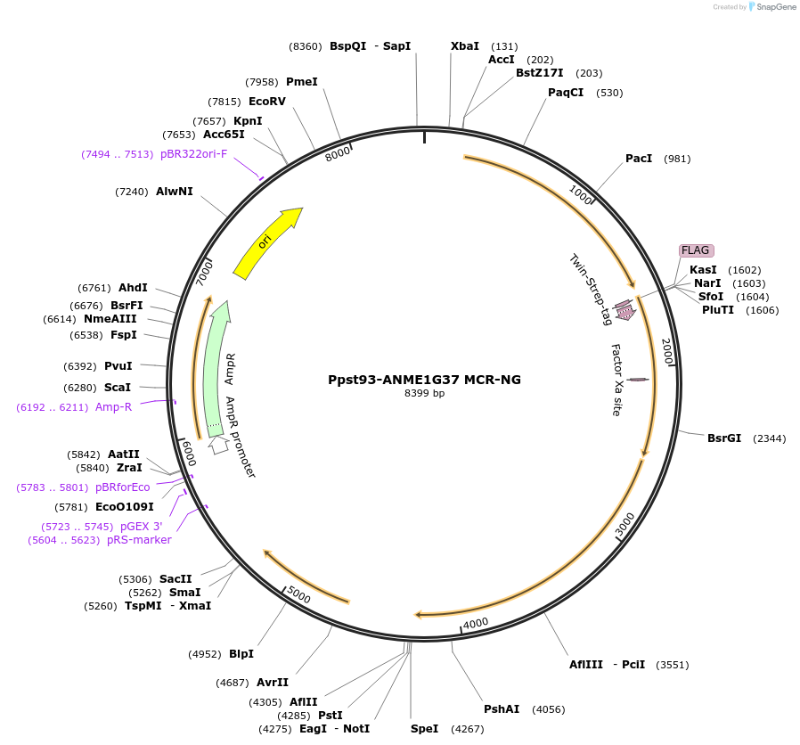 192773-plasmid-map-sequence-id-379180
