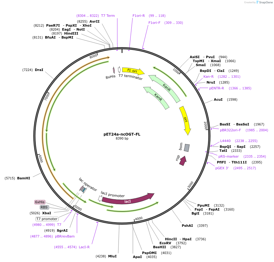 190821-plasmid-map-sequence-id-379184