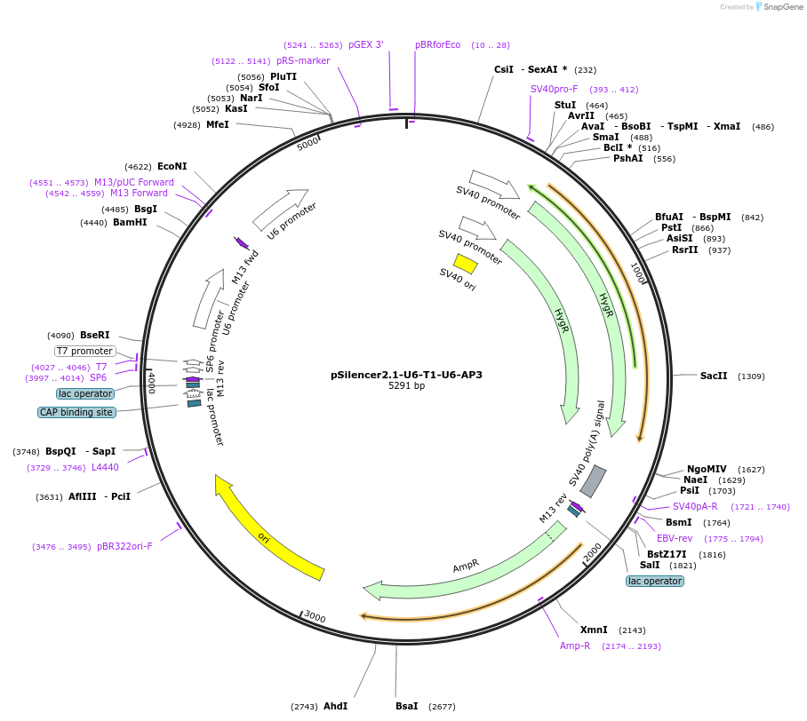 190828-plasmid-map-sequence-id-379201