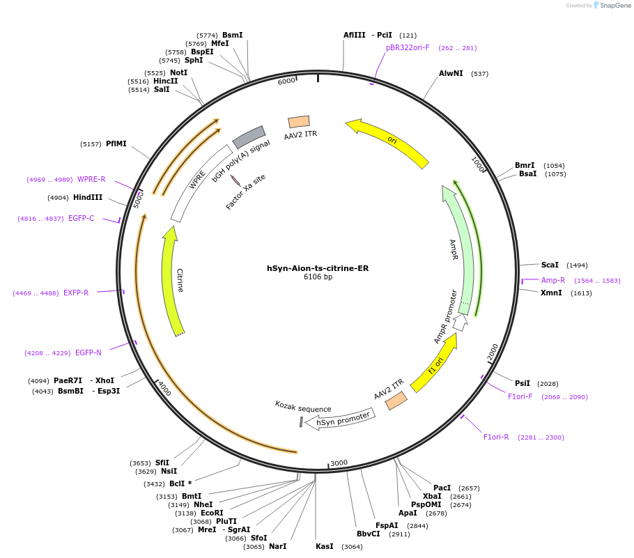 192575-plasmid-map-sequence-id-379215