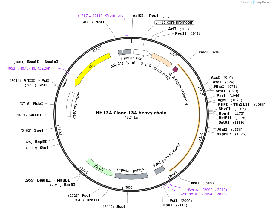 192178-plasmid-map-sequence-id-379220