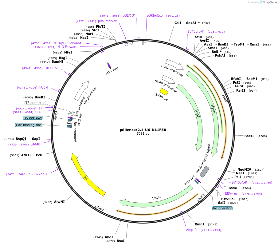 190831-plasmid-map-sequence-id-379228