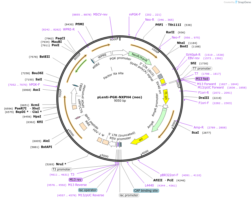 192078-plasmid-map-sequence-id-379235