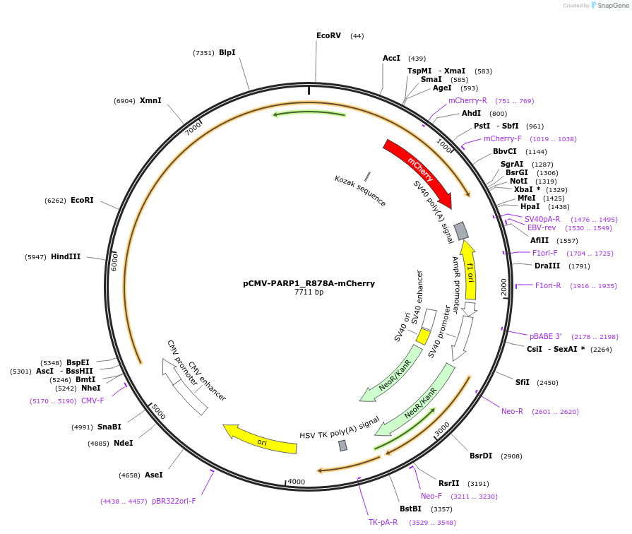 192261-plasmid-map-sequence-id-379244
