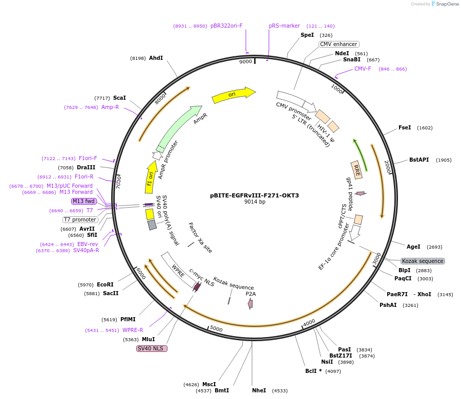 190682-plasmid-map-sequence-id-379276
