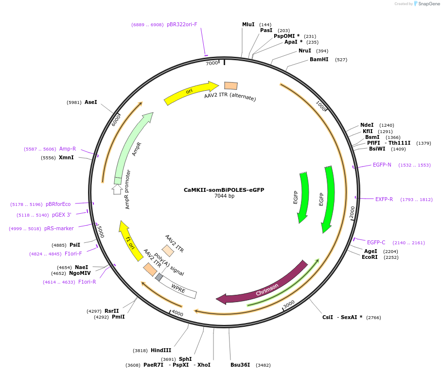 192583-plasmid-map-sequence-id-379280