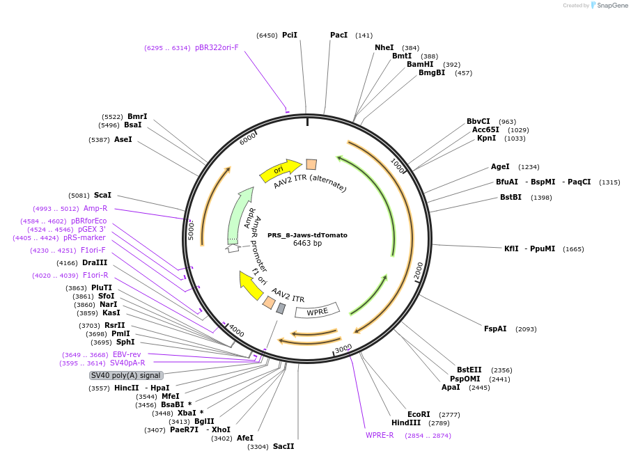 192593-plasmid-map-sequence-id-379292