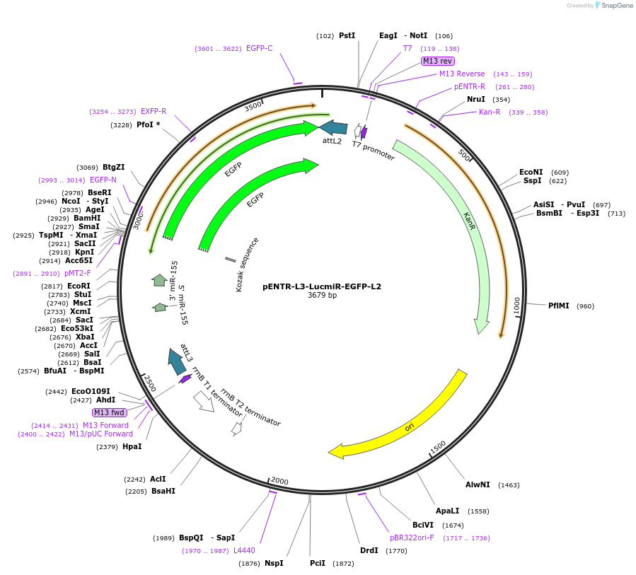 32588-plasmid-map-sequence-id-37930