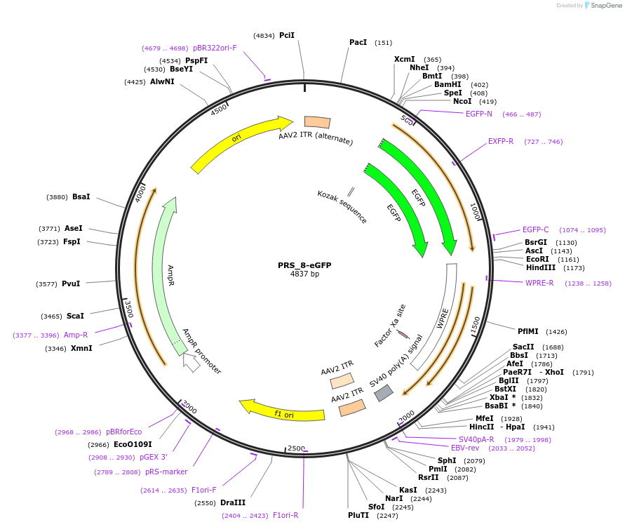192589-plasmid-map-sequence-id-379303
