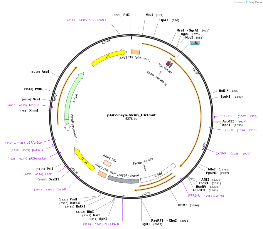 190475-plasmid-map-sequence-id-379317