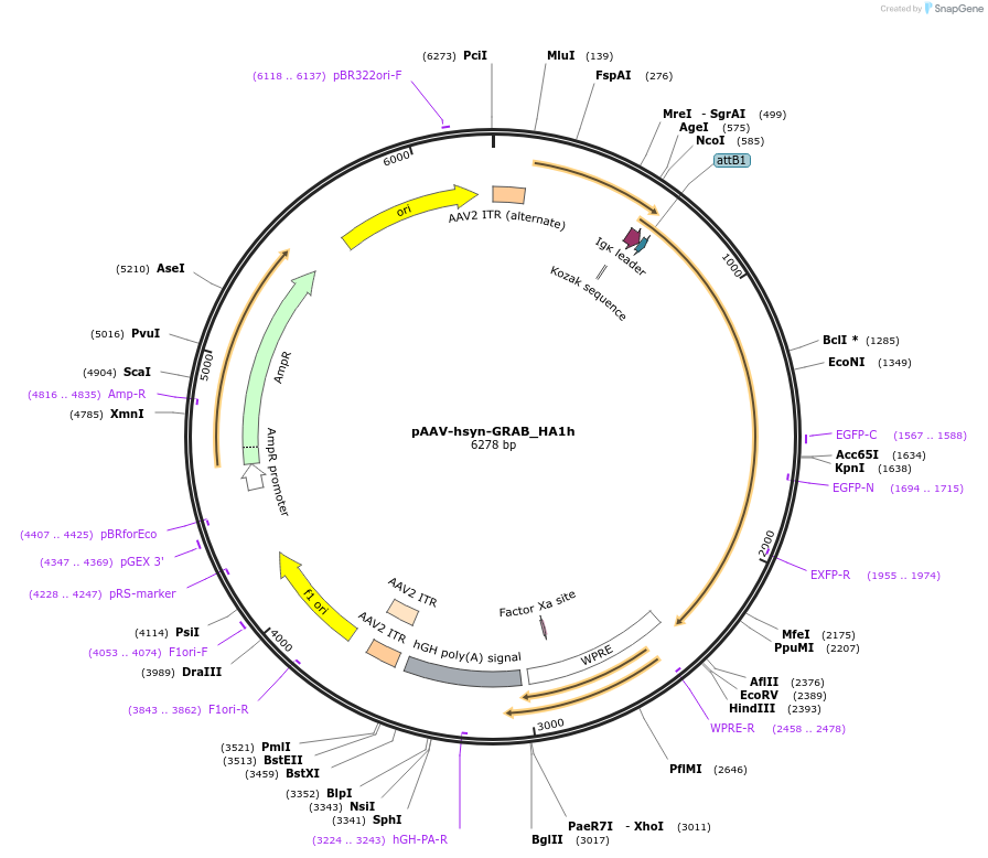 190473-plasmid-map-sequence-id-379318
