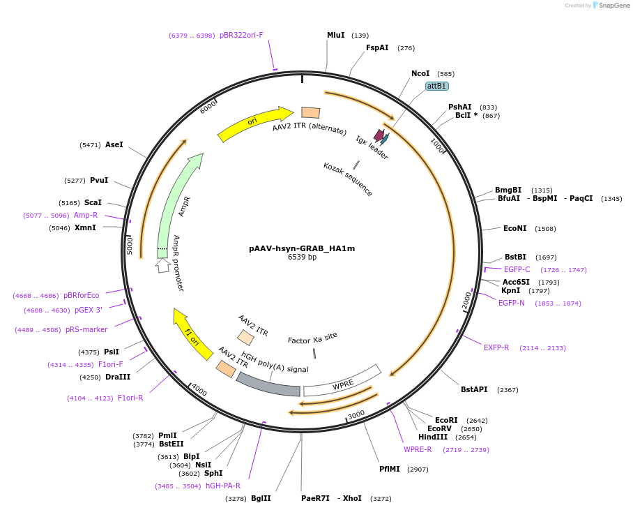 190474-plasmid-map-sequence-id-379319
