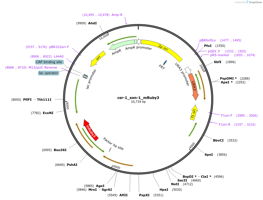 191744-plasmid-map-sequence-id-379324