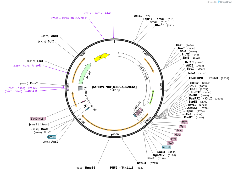 188598-plasmid-map-sequence-id-379328