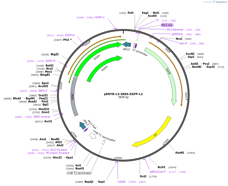 32591-plasmid-map-sequence-id-37933