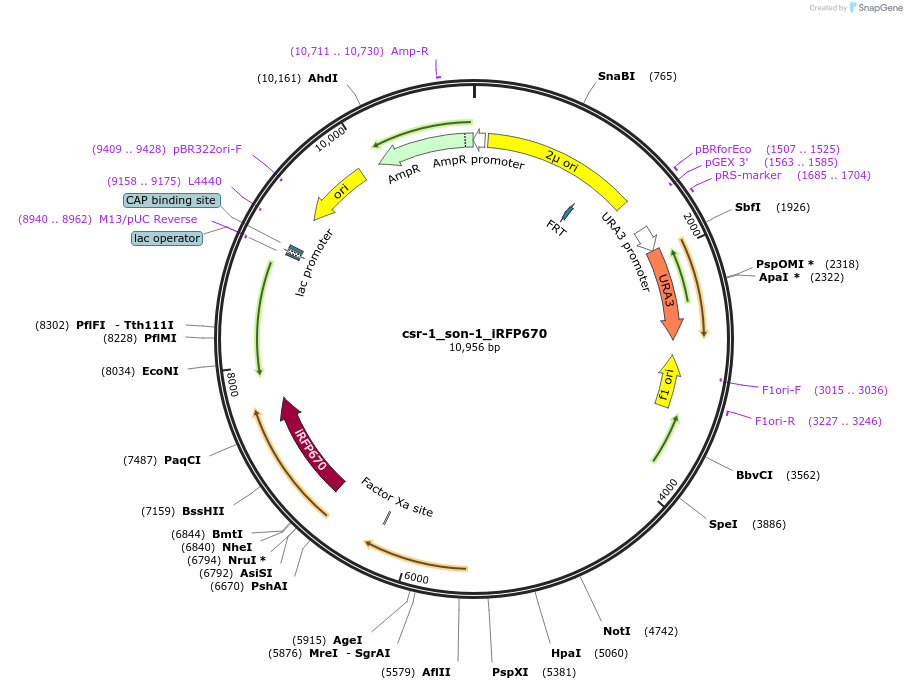 191749-plasmid-map-sequence-id-379330