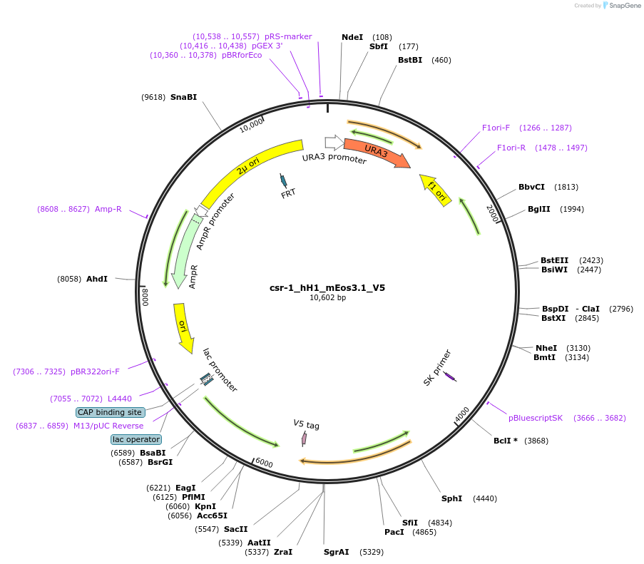 191750-plasmid-map-sequence-id-379332