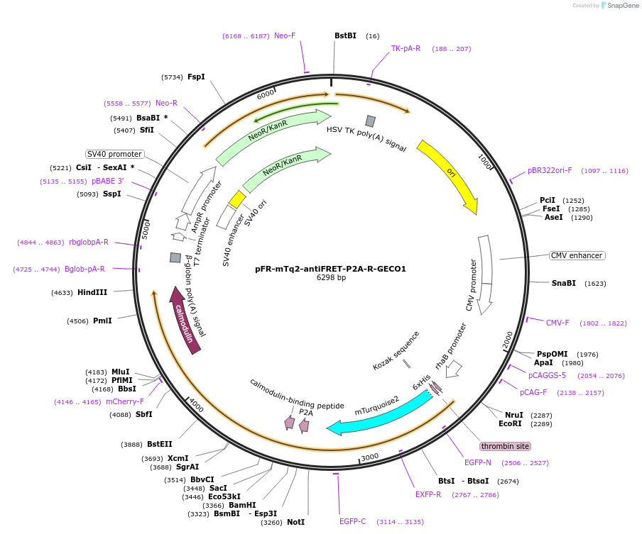 191471-plasmid-map-sequence-id-379335