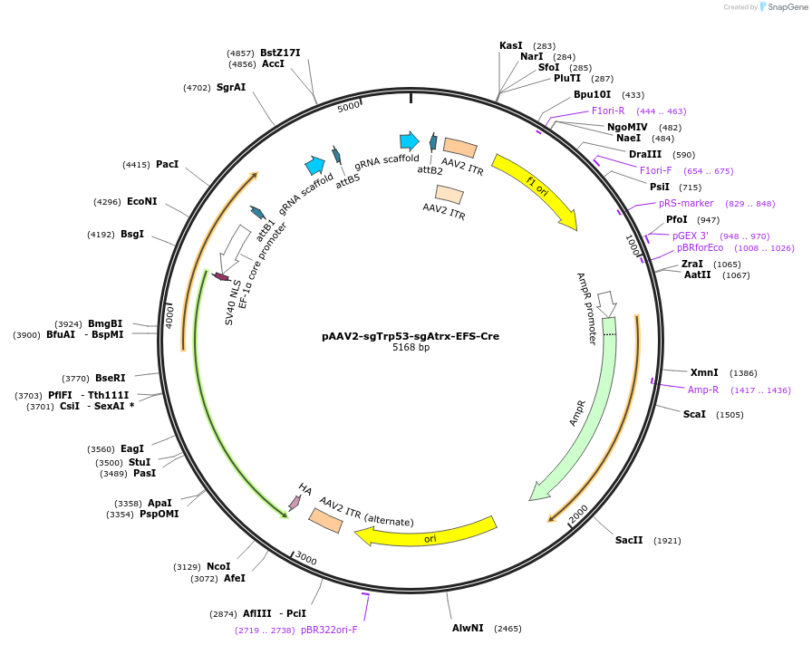 189977-plasmid-map-sequence-id-379336