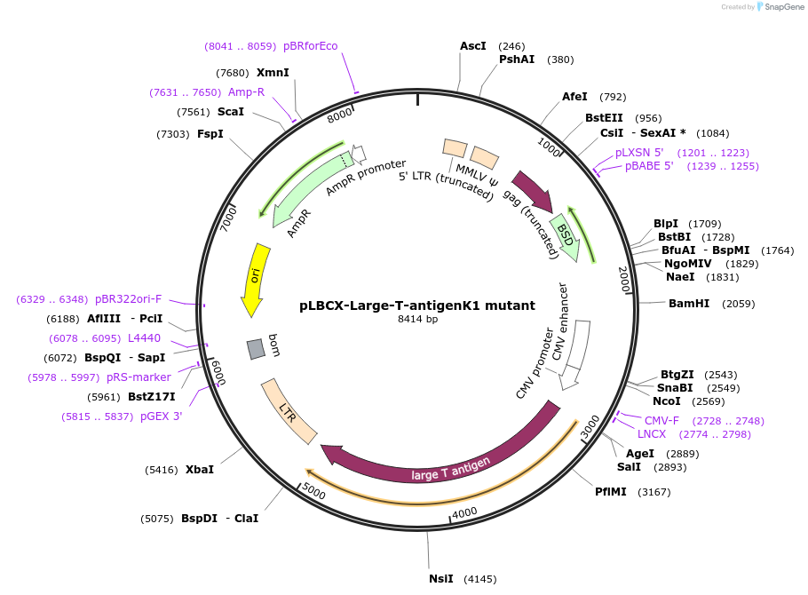 189978-plasmid-map-sequence-id-379337
