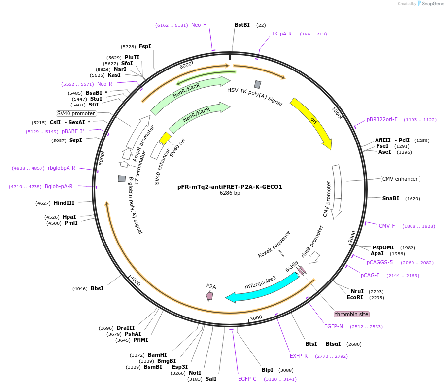 191469-plasmid-map-sequence-id-379338