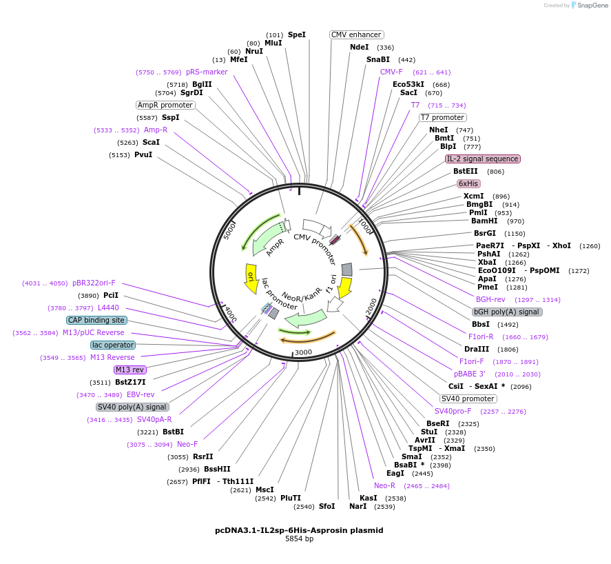 190683-plasmid-map-sequence-id-379339