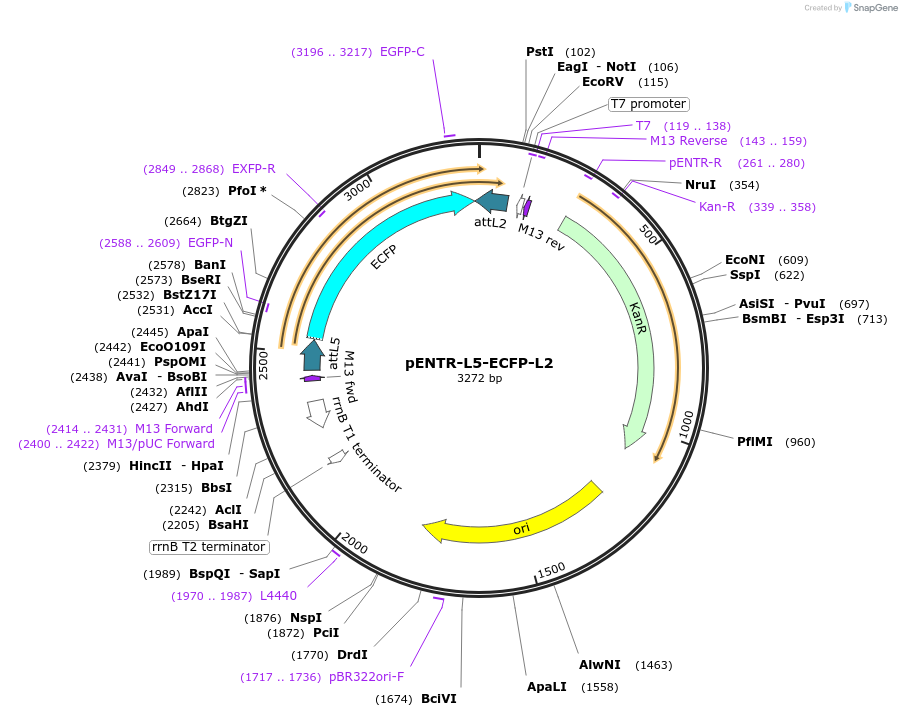 32592-plasmid-map-sequence-id-37934