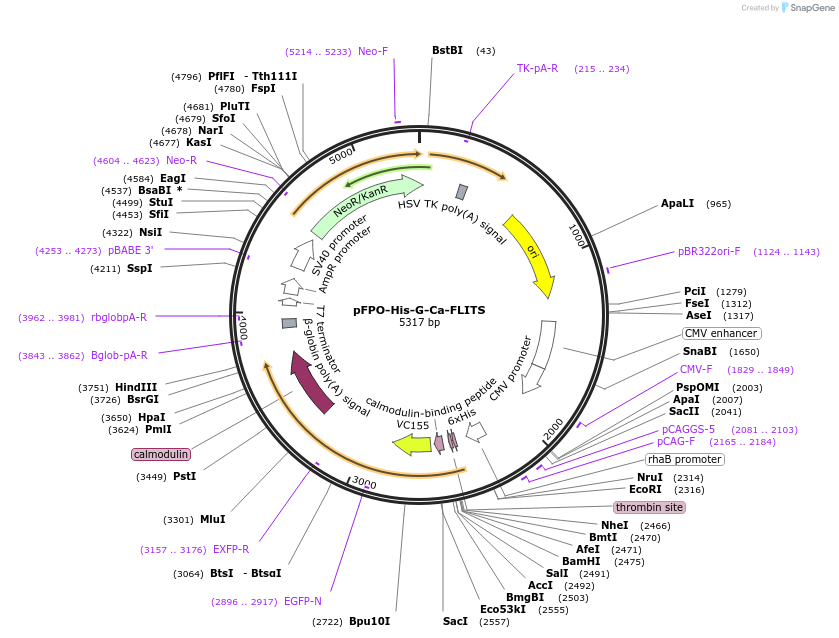 191455-plasmid-map-sequence-id-379341