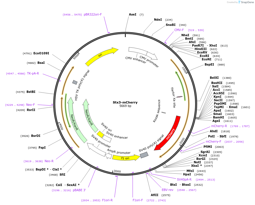 190890-plasmid-map-sequence-id-379342