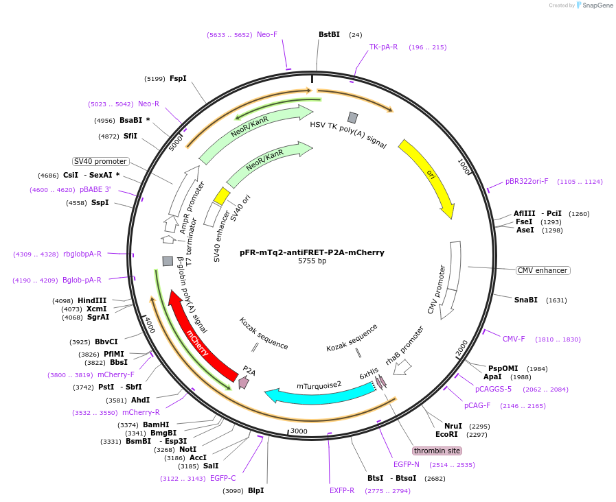 191466-plasmid-map-sequence-id-379343