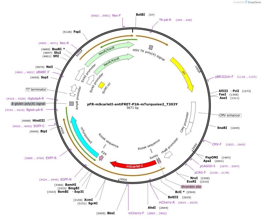 191459-plasmid-map-sequence-id-379345