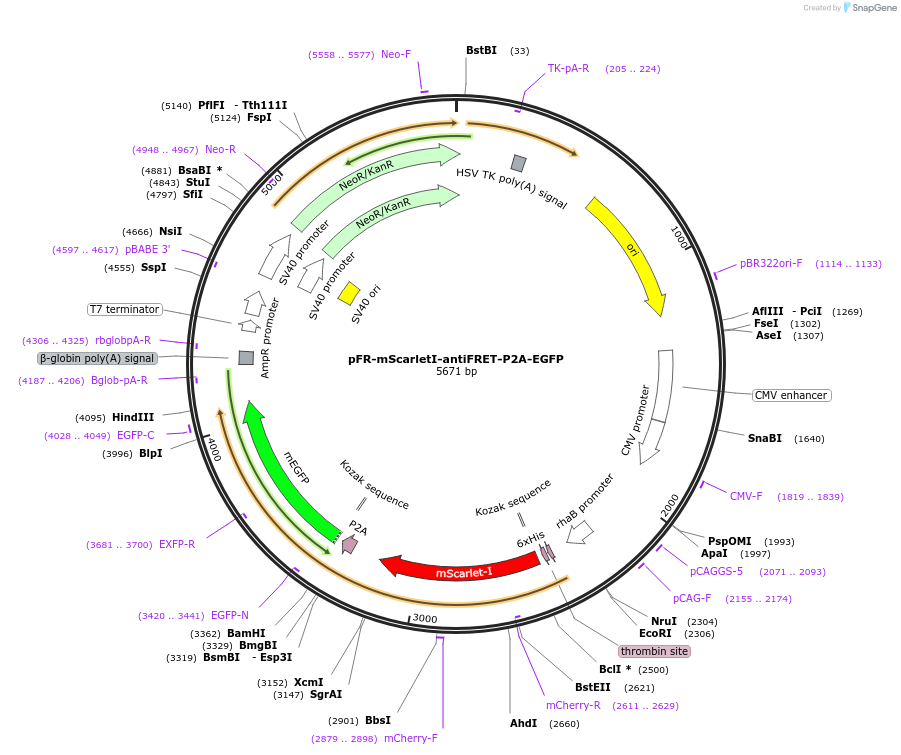 191458-plasmid-map-sequence-id-379347