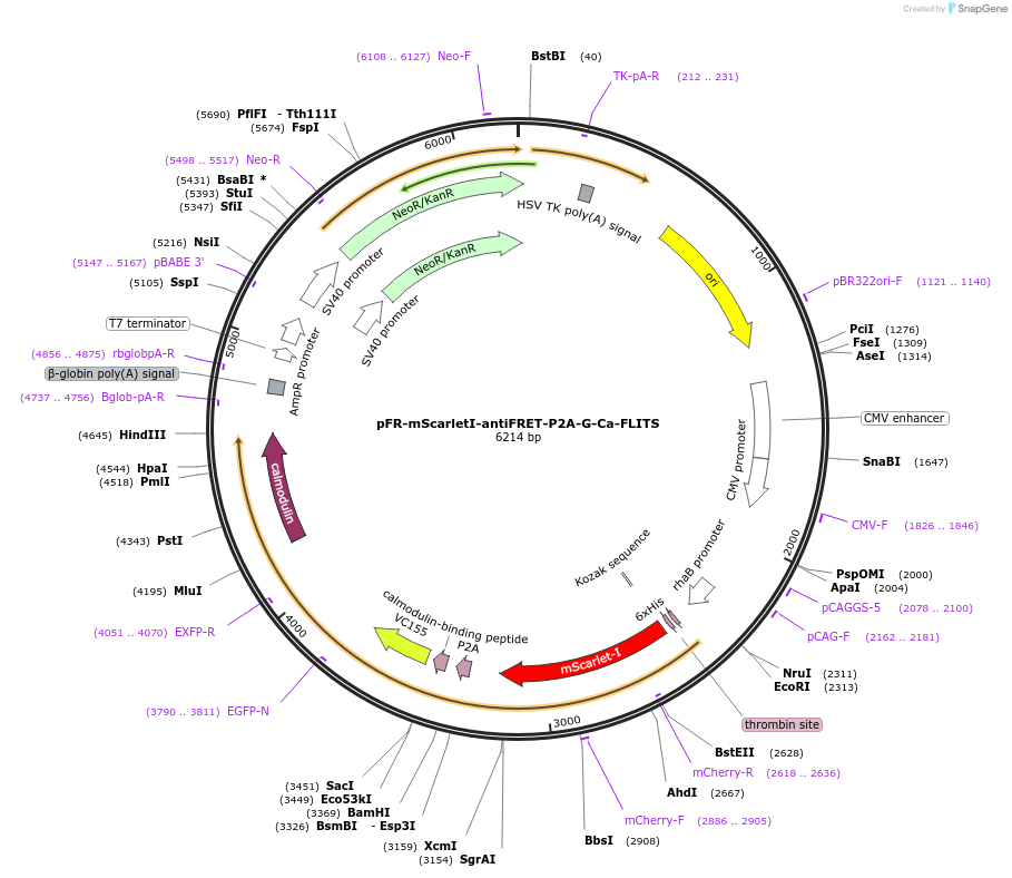191457-plasmid-map-sequence-id-379348