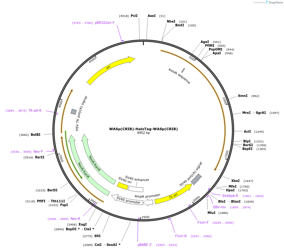 191452-plasmid-map-sequence-id-379349