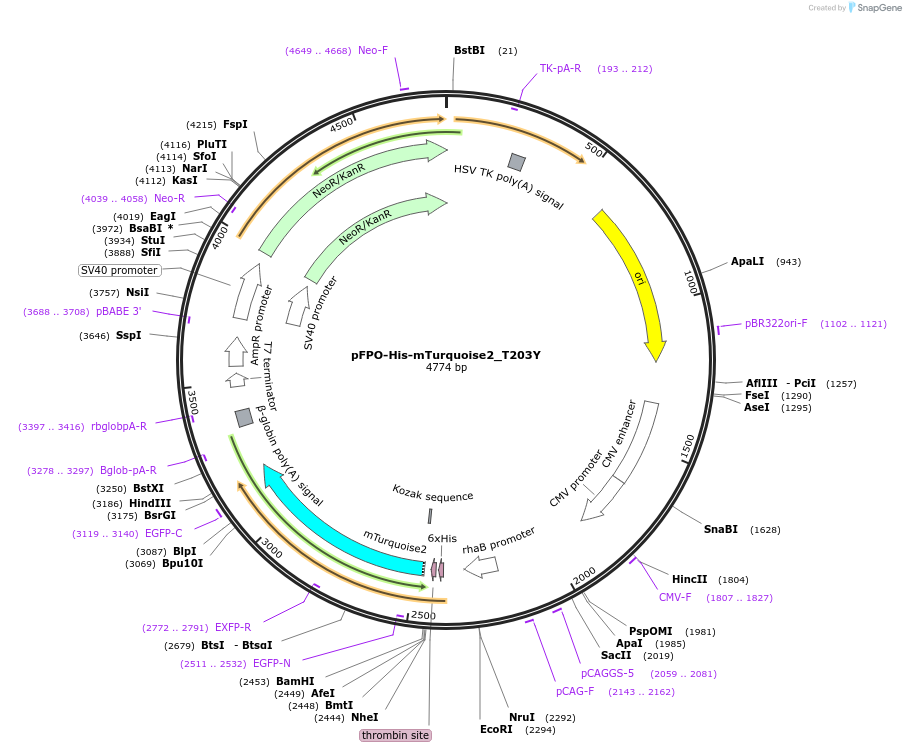 191456-plasmid-map-sequence-id-379351