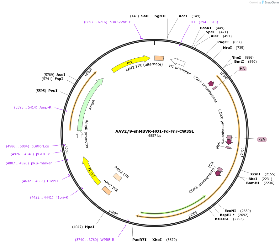 184003-plasmid-map-sequence-id-379358
