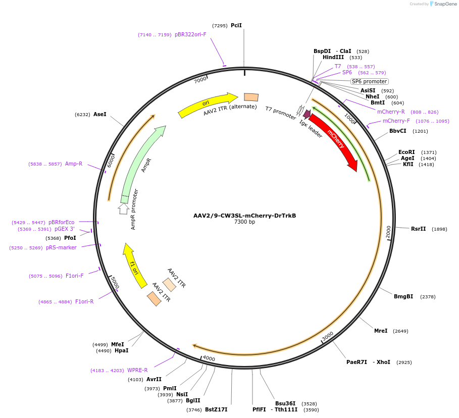 184002-plasmid-map-sequence-id-379359