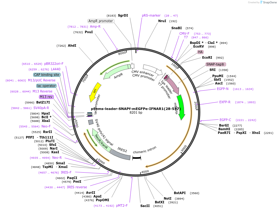 187844-plasmid-map-sequence-id-379371