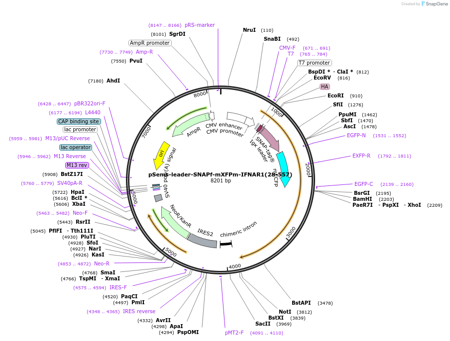 192784-plasmid-map-sequence-id-379372