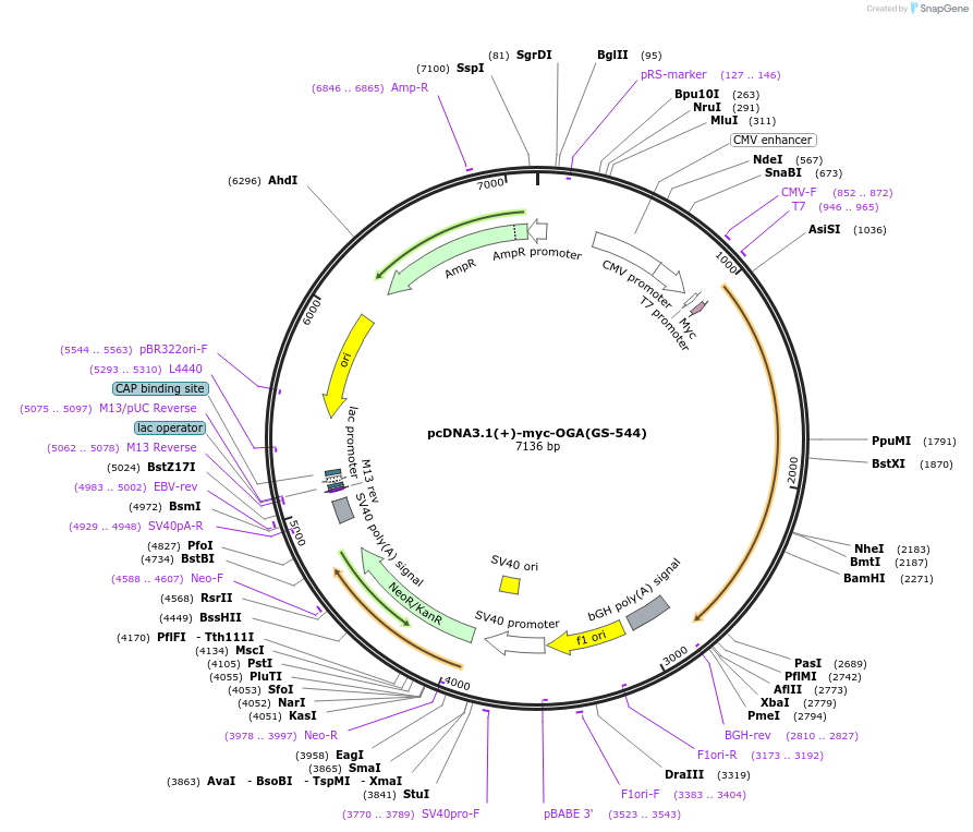 193995-plasmid-map-sequence-id-379374