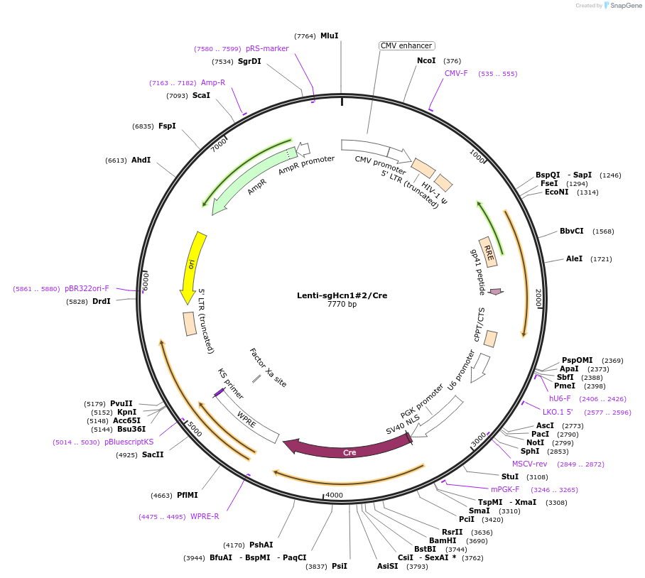 193218-plasmid-map-sequence-id-379393