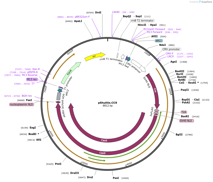 192931-plasmid-map-sequence-id-379396
