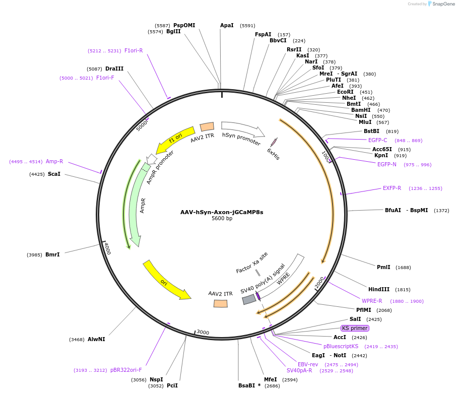 172720-plasmid-map-sequence-id-379409